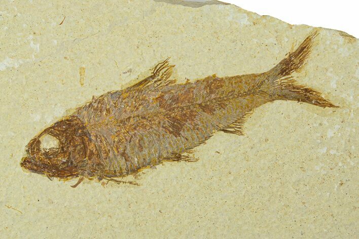 Fossil Fish (Knightia) - Wyoming #295576